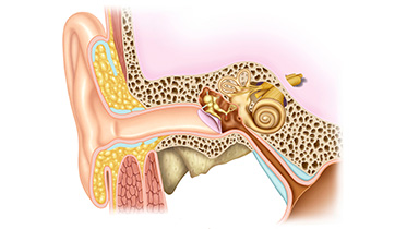 Wie das Hören funktioniert -Querschnitt des Ohres